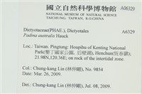 南方團扇藻藏品圖，第2張