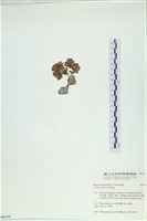 南方團扇藻藏品圖，第3張