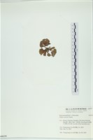 南方團扇藻藏品圖，第3張