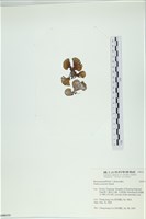南方團扇藻藏品圖，第3張