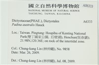 南方團扇藻藏品圖，第2張