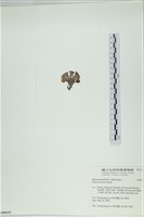 南方團扇藻藏品圖，第3張