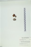 小團扇藻藏品圖，第3張