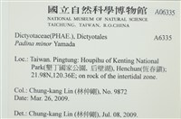 小團扇藻藏品圖，第2張