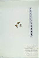 小團扇藻藏品圖，第3張