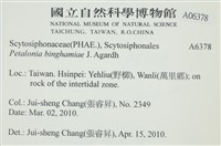 葉苔, 小海帶藏品圖，第2張