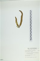 葉苔, 小海帶藏品圖，第3張