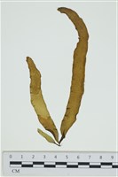 葉苔, 小海帶藏品圖，第1張