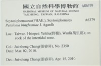 葉苔, 小海帶藏品圖，第2張
