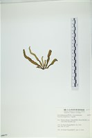 葉苔, 小海帶藏品圖，第3張