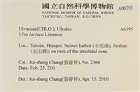 大石蓴, 石蓴藏品圖，第2張