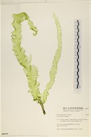 大石蓴, 石蓴藏品圖，第1張