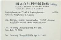 葉苔, 小海帶藏品圖，第2張