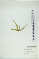 葉苔, 小海帶藏品圖，第3張