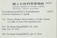 葉苔, 小海帶藏品圖，第2張