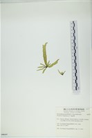 葉苔, 小海帶藏品圖，第3張