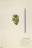 登錄號:A00006401藏品圖，第3張