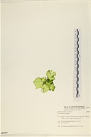 大石蓴, 石蓴藏品圖，第3張