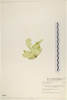 長片石蓴, 裂片石蓴藏品圖，第3張