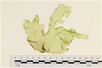 長片石蓴, 裂片石蓴藏品圖，第1張
