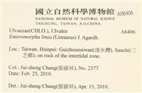 石髮藏品圖，第2張