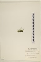石髮藏品圖，第3張