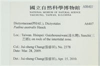 南方團扇藻藏品圖，第2張