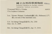 大石蓴, 石蓴藏品圖，第2張