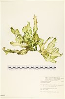 大石蓴, 石蓴藏品圖，第1張