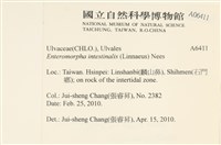 腸滸苔, 河石髮藏品圖，第2張