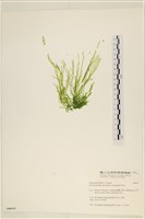 腸滸苔, 河石髮藏品圖，第1張