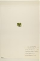 登錄號:A00006412藏品圖，第3張