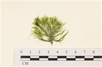 登錄號:A00006412藏品圖，第1張