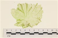 登錄號:A00006419藏品圖，第1張