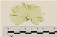 登錄號:A00006420藏品圖，第1張