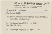 長片石蓴, 裂片石蓴藏品圖，第2張