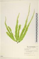 長片石蓴, 裂片石蓴藏品圖，第1張