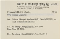 大石蓴, 石蓴藏品圖，第2張