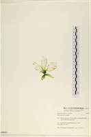 大石蓴, 石蓴藏品圖，第3張