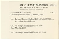 腸滸苔, 河石髮藏品圖，第2張