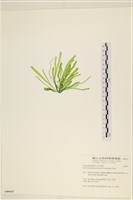 腸滸苔, 河石髮藏品圖，第3張