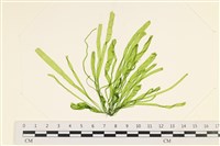 腸滸苔, 河石髮藏品圖，第1張