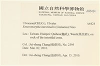 腸滸苔, 河石髮藏品圖，第2張