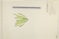 腸滸苔, 河石髮藏品圖，第3張