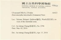 腸滸苔, 河石髮藏品圖，第2張