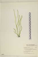 腸滸苔, 河石髮藏品圖，第1張