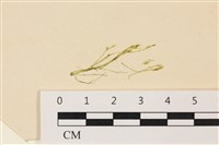 登錄號:A00006438藏品圖，第1張