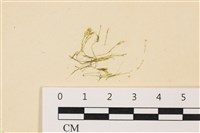 登錄號:A00006439藏品圖，第1張
