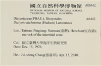 網目藻藏品圖，第2張