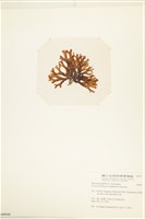 網目藻藏品圖，第3張